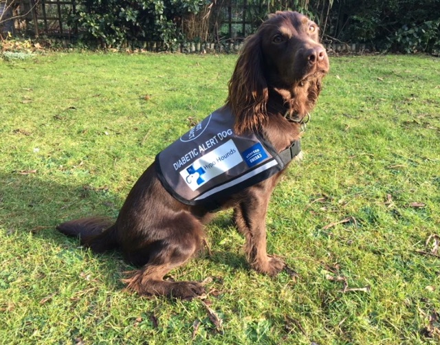 Coco achieves her Kennel Club Good Citizen Scheme Gold Award and then